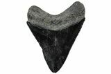 Serrated, Fossil Megalodon Tooth - South Carolina #307569-1